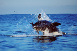 Suddenly, a huge and very heavy body is rocketing out of the water like a torpedo. It has “Koekie” in its mouth.