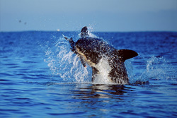 Urploetzlich schießt ein riesiger, tonnenschwerer Koerper aus dem Wasser. Im Maul haelt der Weiße Hai (Carcharodon carcharias) Koekie, unsere Robben-Attrappe.