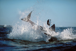 Ein Weißer Hai (Carcharodon carcharias) in der Eintauchphase nach dem Sprung.