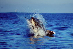 Fascinating Attack of a Great White Shark near Dyer Island in South Africa