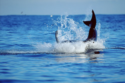 Ein springender weißer Hai (Carcharodon carcharias) jagt eine Pelzrobbe.