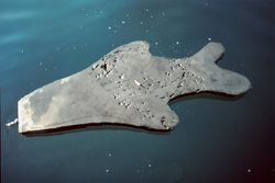Rencontre impressionnante : Attaque d'une réplique de phoque en néoprène par un grand requin blanc