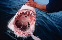 The powerful teeth of the dangerous Great White Shark (Carcharodon carcharias) are impressive and fascinating at the same time. A symbol of strength and precision.