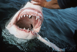 Impressive Natural Wonder: The Great White Shark and its dreaded teeth