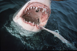 Fascinating sight: The Great White Shark, a feared hunter of the seas