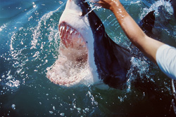 Unique Moment with the Great White Shark - Nose Touch Leads to Spectacular Reaction