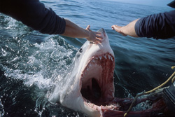 With its mouth wide open, a Great White Shark (Carcharodon carcharias) approaches the outboard motor. Its deep blue eye is gleaming in the sun and its mouth with the sharp triangular teeth is very impressive.
