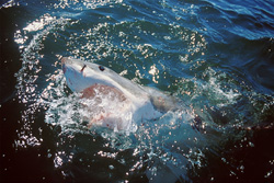 The great white shark (Carcharodon carcharias) shows up and looks around at the water surface. As a surface hunter, it often finds its prey.