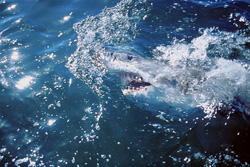 Due to rough seas, emerged the Great White Shark is difficult to recognize. The surface Hunter is looking for prey.