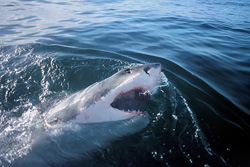 The Great White Shark (Carcharodon carcharias)is on top of the food chain and has a key function in the maritime eco system. Little is known about its behaviour and its habitat.