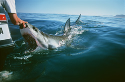 Through the touch of its nose with the hand, the Great White Shark opens its mouth.