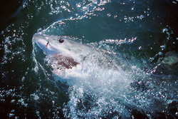 Majestic and Feared: The Great White Shark in its Natural Habitat