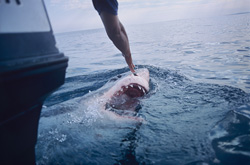 Unique Encounter with an Impressive Great White Shark