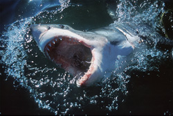 Impressive Great White Shark (Carcharodon carcharias) with open mouth on the water surface