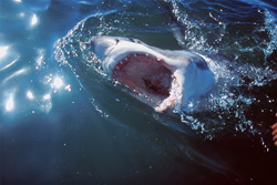 The Impressive Characteristics of the Great White Shark in Gansbaai