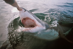 Unusual Touching of the Great White Shark with the Hand and Its Reaction