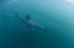 Great White Sharks, impressive hunters of the seas