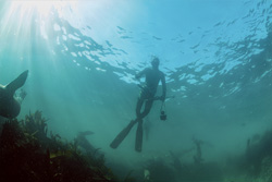 Fascinating safety diver near Dyer Island and Geyser Rock in South Africa