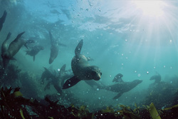 Witness the South African Fur Seals in the Kelp near Geyser Rock