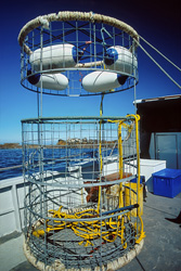 Captivating Encounter: Great White Shark in Shark Cage off Dyer Island, South Africa