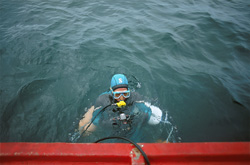 Fascinating Diver in the Shark Cage off Dyer Island, South Africa