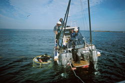 Fascinating Shark Cage Diving off the Coast of Dyer Island