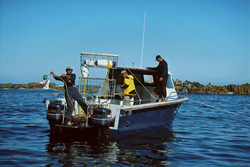 Andre Hartman attracts Great White Sharks for the camera