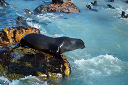 Lobo marino sudafricano a punto de saltar al agua en Geyser Rock