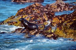 Foca dalla pelliccia sudafricana in procinto di entrare in mare