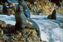 Observar fascinantes leones marinos sudafricanos de piel en el mar en Geyser Rock