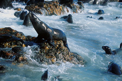 Experience the majestic South African fur seals in their natural habitat