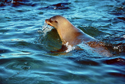 Foca pelliccia sudafricana in azione su Geyser Rock