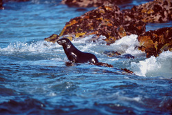 Coraggiosa foca dalla pelliccia sudafricana in viaggio verso il mare