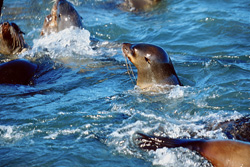 Fascinating South African Fur Seals in the Dangerous Surf
