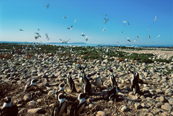 Colonie de manchots à lunettes et oiseaux de mer sur l'île de Dyer, Afrique du Sud