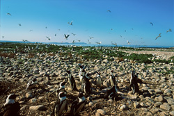 Manchot pygmée et oiseaux marins rares sur l'île de Dyer en Afrique du Sud