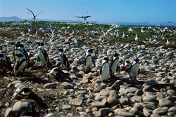 Colonie de manchots à lunettes et oiseaux de mer rares sur l'île de Dyer, Afrique du Sud