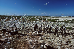 Erleben Sie die faszinierende Brillenpinguin-Kolonie auf Dyer Island