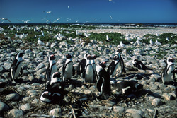 Brillenpinguin-Kolonie auf Dyer Island, Suedafrika