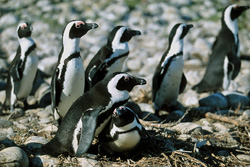 Les pingouins à lunettes et leur mode de vie sur l'île Dyer, Afrique du Sud