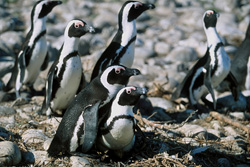 Manchots à lunettes et oiseaux marins rares sur l'île protégée de Dyer en Afrique du Sud