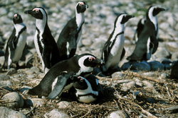Les pingouins à lunettes et les oiseaux de mer rares nichent sur l'île de Dyer. L'île ainsi que sa faune et sa flore sont entièrement protégées. Seul un garde forestier et parfois un biologiste vivent sur l'île.
