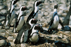 Pingouins à lunettes et oiseaux de mer rares sur l'île de Dyer