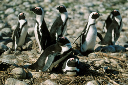 Manchots à lunettes et oiseaux marins rares sur l'île de Dyer