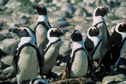 Découvrez les fascinants pingouins à lunettes sur l'île de Dyer en Afrique du Sud