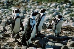 Découvrez le monde fascinant des pingouins à lunettes sur l'île de Dyer