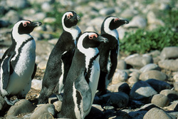 Manchots à lunettes et oiseaux de mer rares sur l'île Dyer
