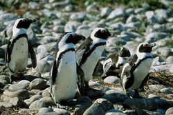 Découvrez le monde fascinant des pingouins à lunettes sur l'île de Dyer