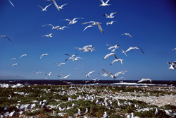 Einblick in die Welt der Brillenpinguine auf Dyer Island