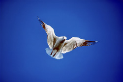 Hartlaub's Möwe
